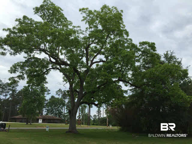 41280 Highway 225 Bay Minette, AL 36507 - Photo 13 of 16 Pecan Tree