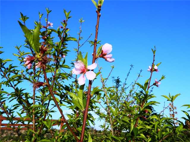 11742 Betsworth Road Valley Center, CA 92082 - Photo 13 of 21 Don't you love fresh peaches, oranges, plums and apricots? This is the peach tree. Peach cobbler?