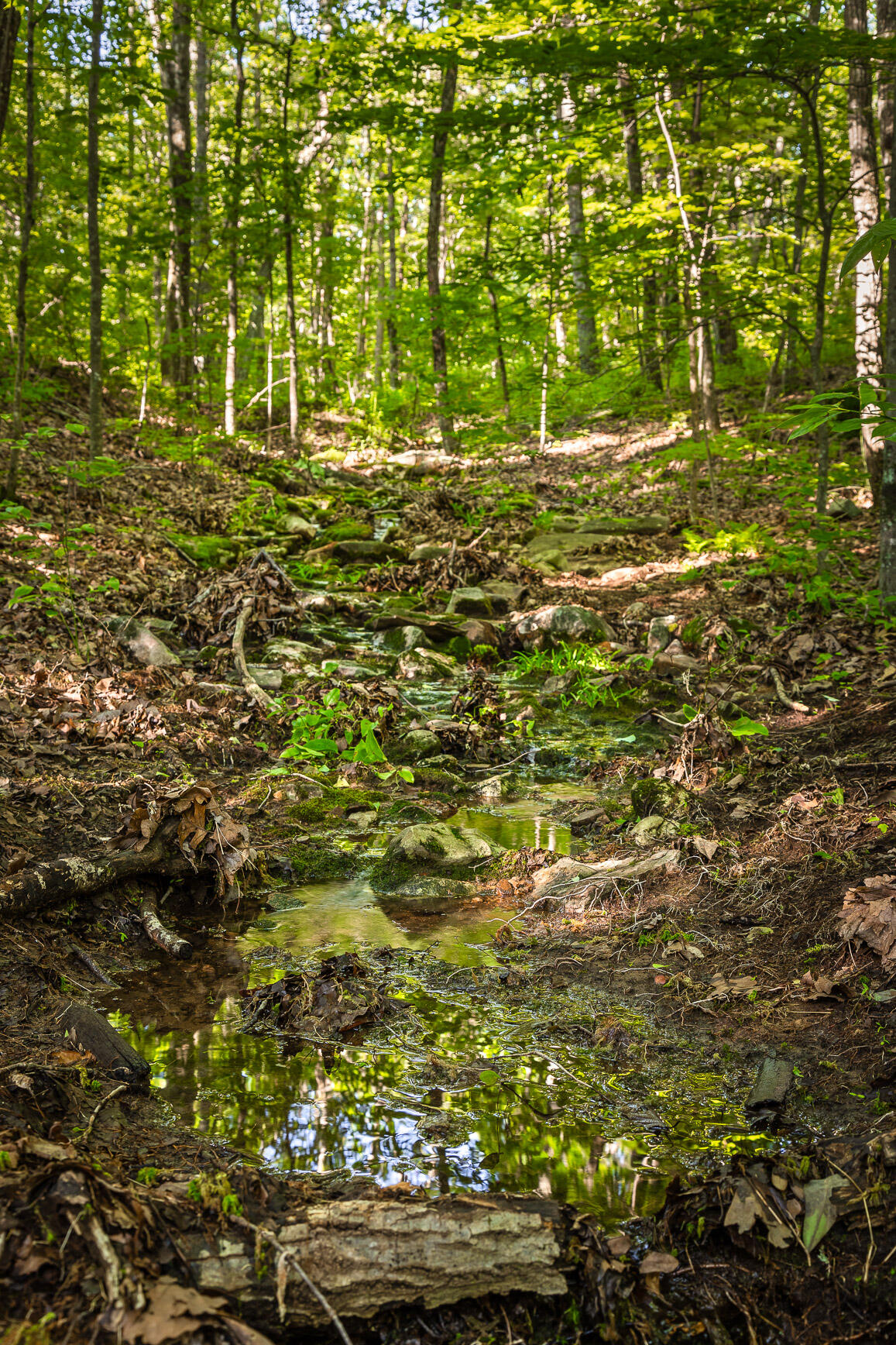 0 Brayton Road, Unit 16 Graysville, TN 37338 - Photo 12 of 12 Roaring Creek Farms-92