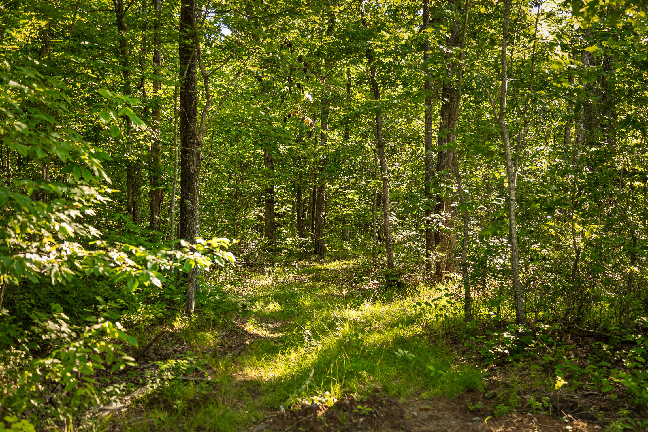 0 Brayton Road, Unit 16 Graysville, TN 37338 - Photo 6 of 12 Roaring Creek Farms-81