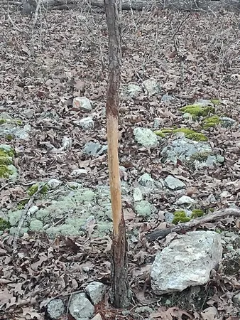 $115,000 | 0 Moonshine Pass, Salem, MO 65560