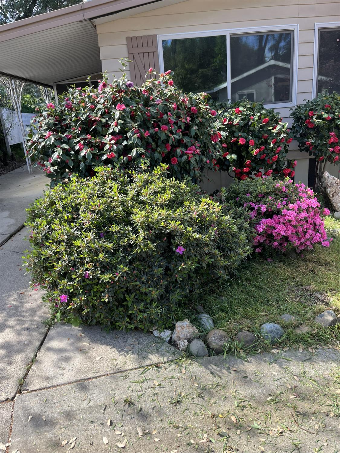3550 China Garden Road, Unit 38 Placerville, CA 95667 - Photo 3 of 19 Spring is certainly in the air! You can be enjoying these Camelias and Azaleas too if you were here at home! Beautiful Dogwood is about to bloom.