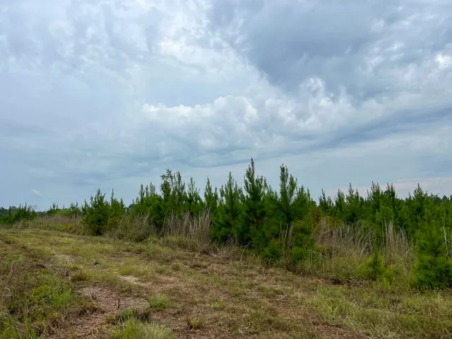 a view of a yard and mountain in the back