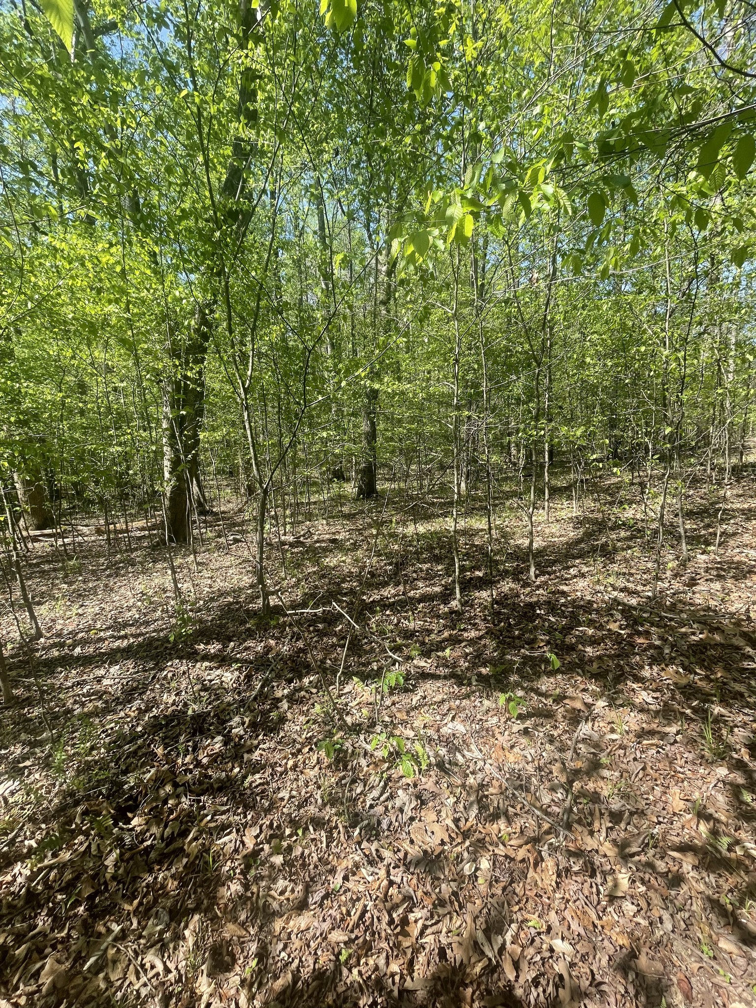 389 Excalibur Trail Cedar Grove, TN 38321 - Photo 1 of 5 a view of a forest with trees