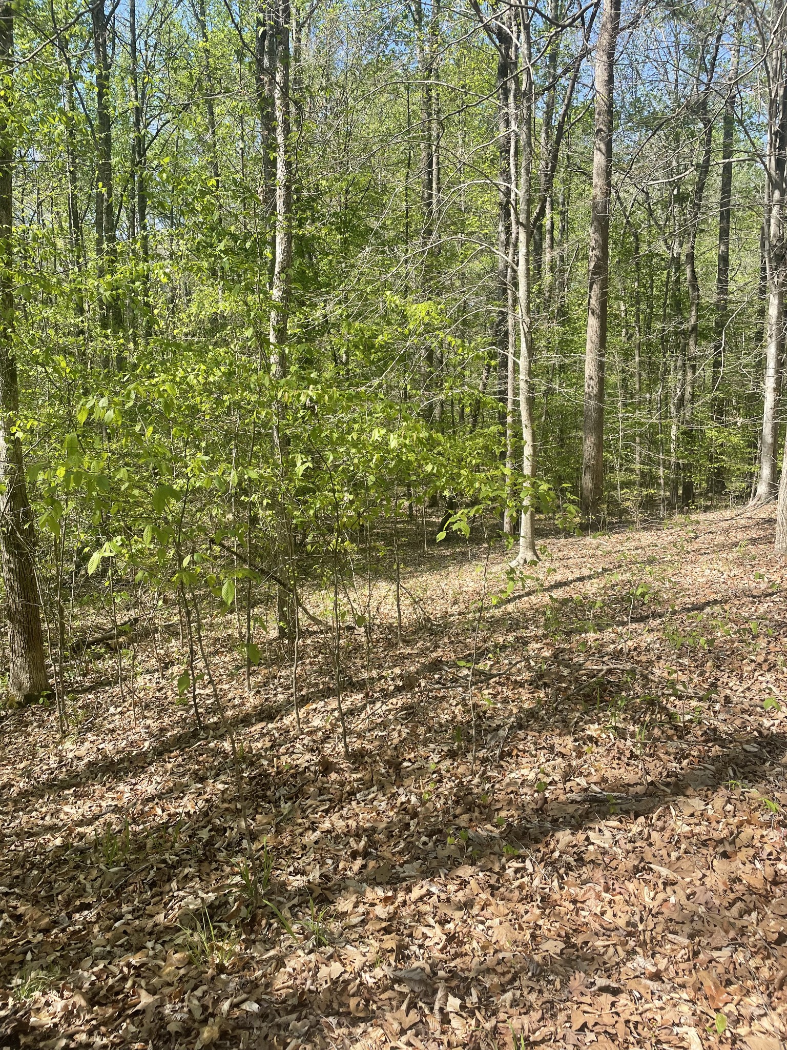 389 Excalibur Trail Cedar Grove, TN 38321 - Photo 2 of 5 a view of a yard with plants and large trees