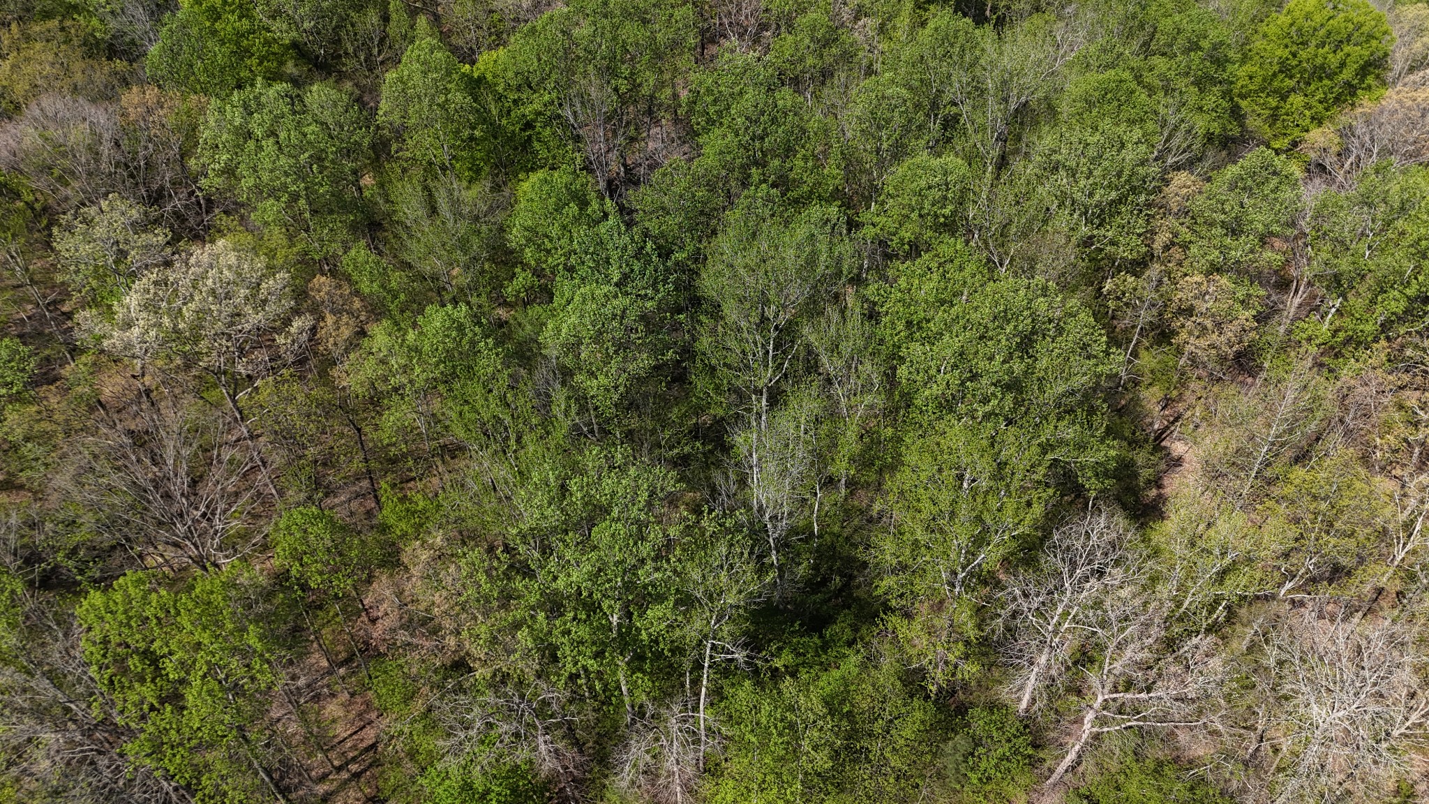 389 Excalibur Trail Cedar Grove, TN 38321 - Photo 4 of 5 a view of a lush green forest