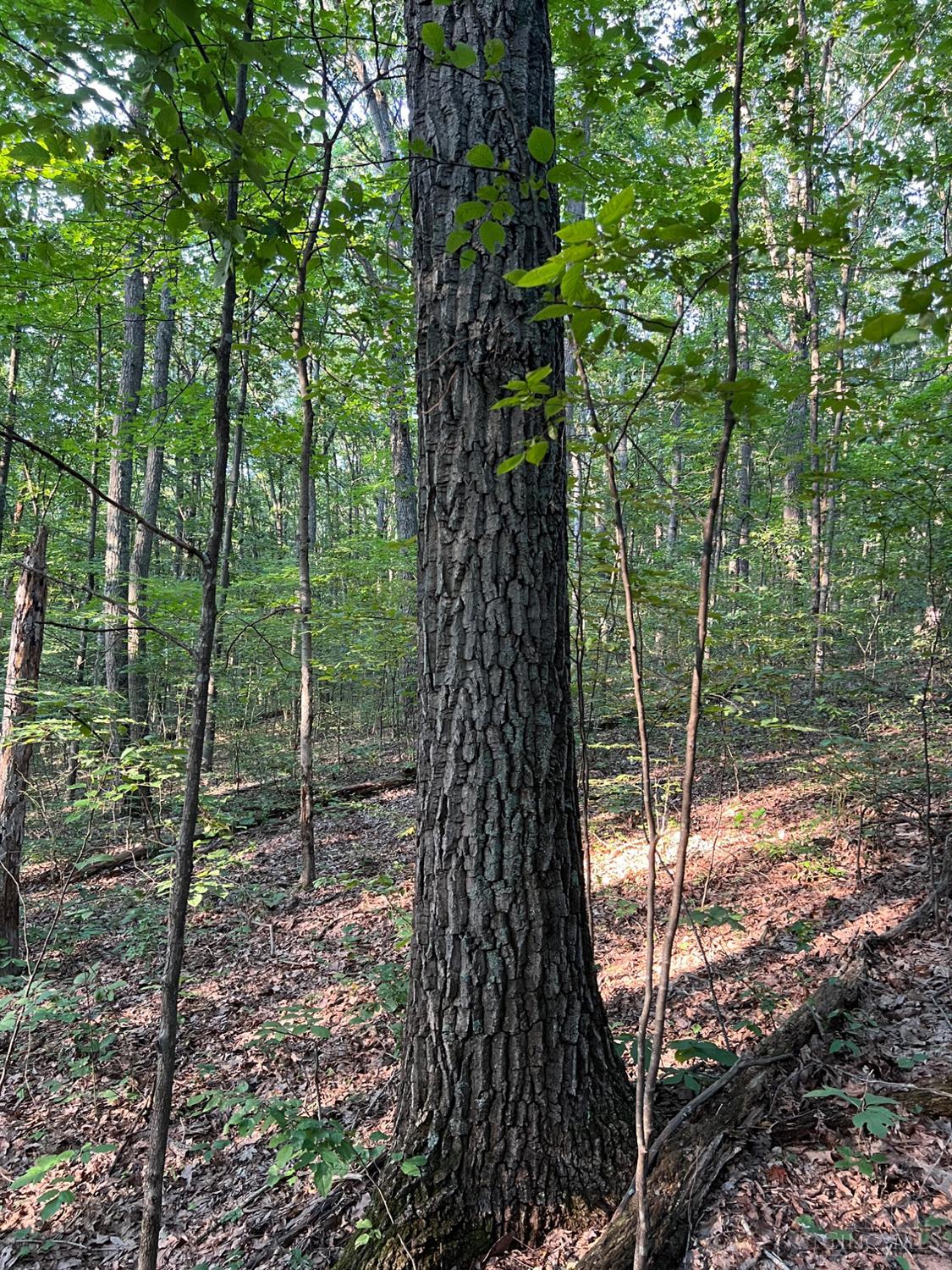 0 Tabernacle Road Chillicothe, OH 45601 - Photo 44 of 64