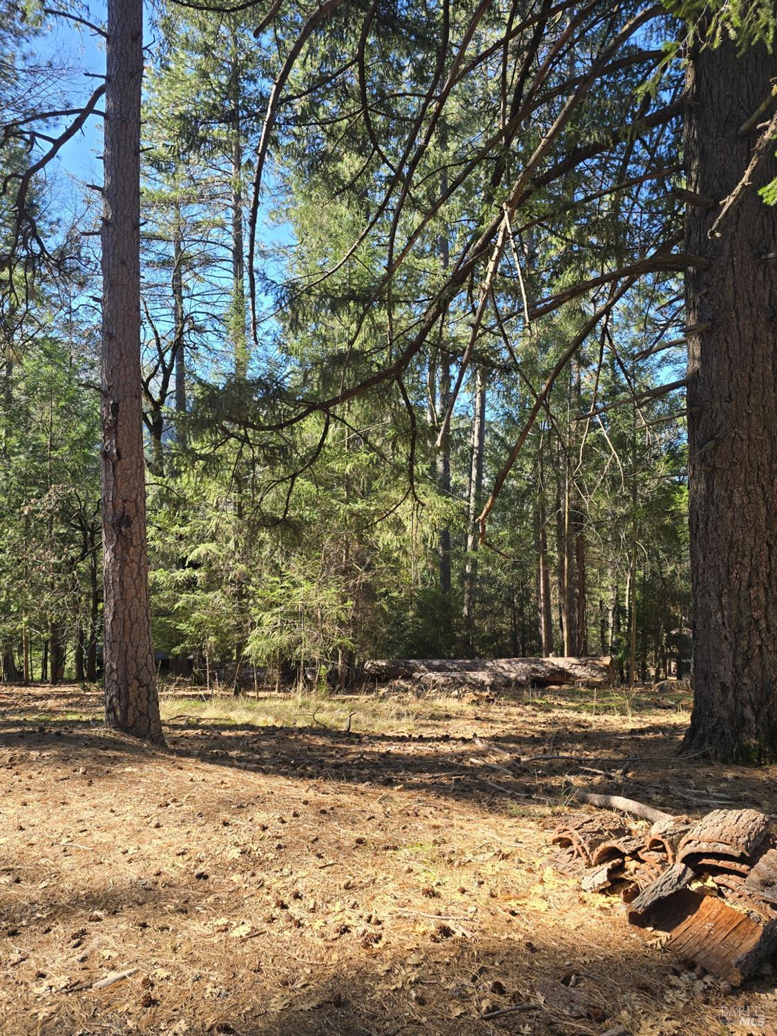 16303 Niblick Road Cobb, CA 95426 - Photo 12 of 13 a view of a yard with trees