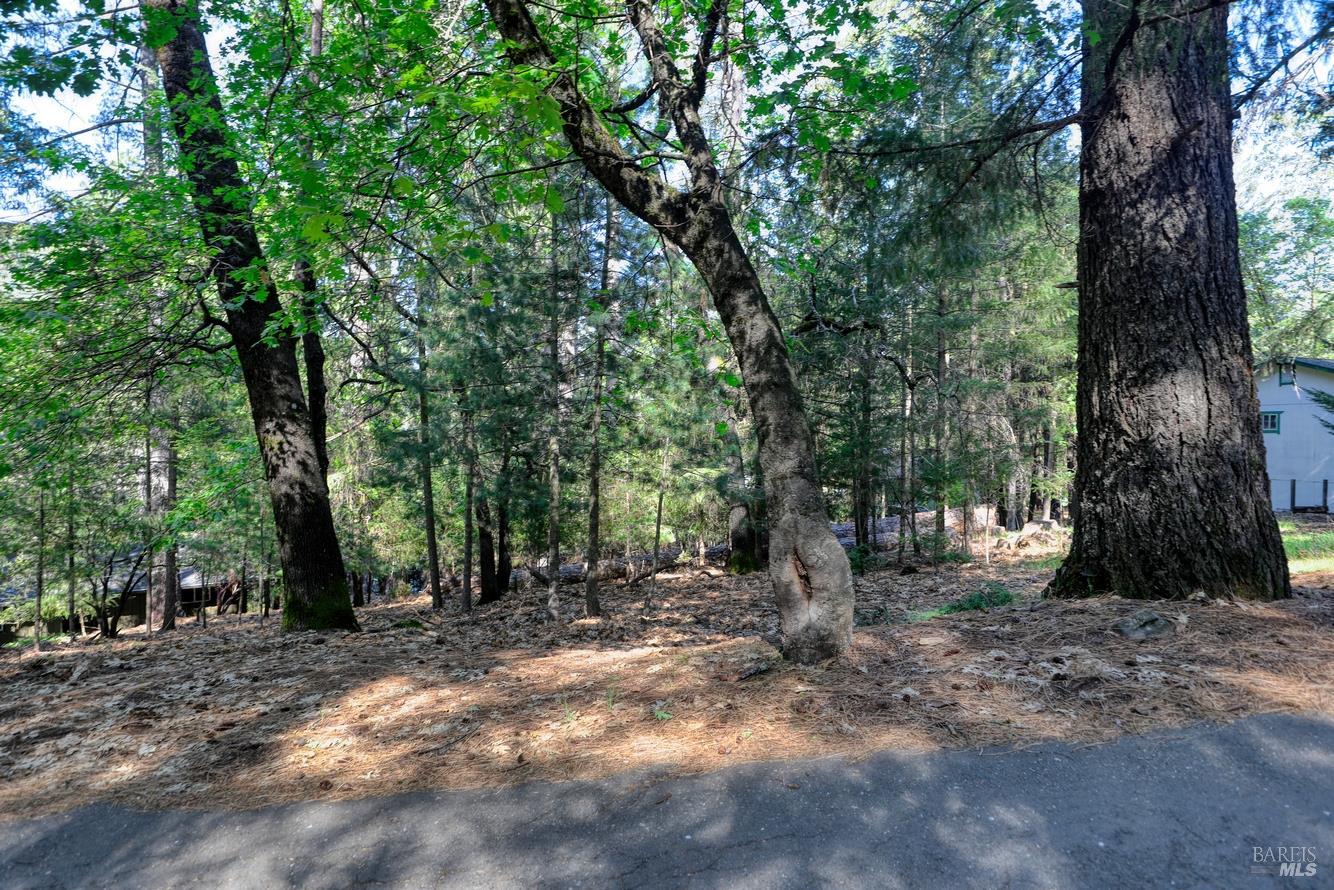 16303 Niblick Road Cobb, CA 95426 - Photo 3 of 13 a view of a forest with trees in the background