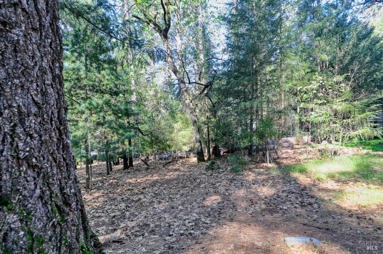 16303 Niblick Road Cobb, CA 95426 - Photo 4 of 13 a view of a forest with trees in the background