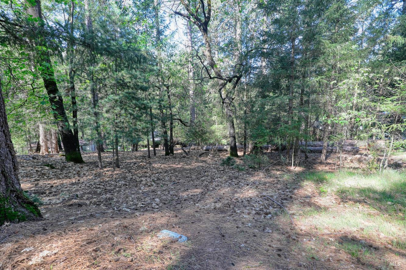 16303 Niblick Road Cobb, CA 95426 - Photo 5 of 13 a view of a forest filled with trees