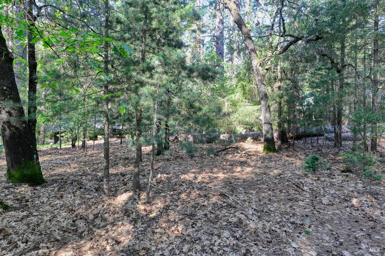 16303 Niblick Road Cobb, CA 95426 - Photo 6 of 13 a view of a forest filled with trees
