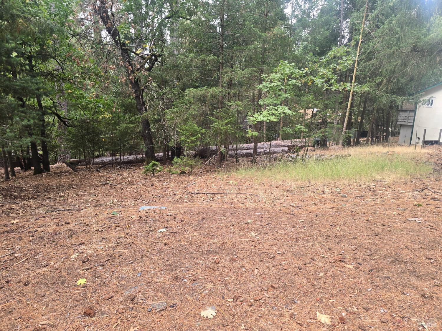 16303 Niblick Road Cobb, CA 95426 - Photo 8 of 13 a view of yard with trees