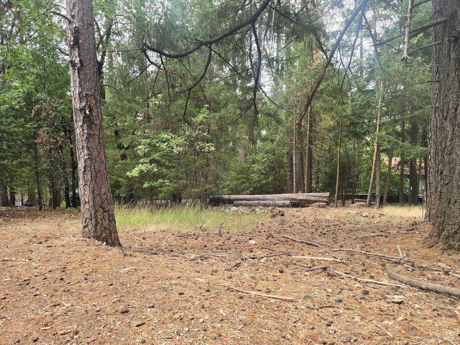 16303 Niblick Road Cobb, CA 95426 - Photo 9 of 13 a view of a yard with large trees
