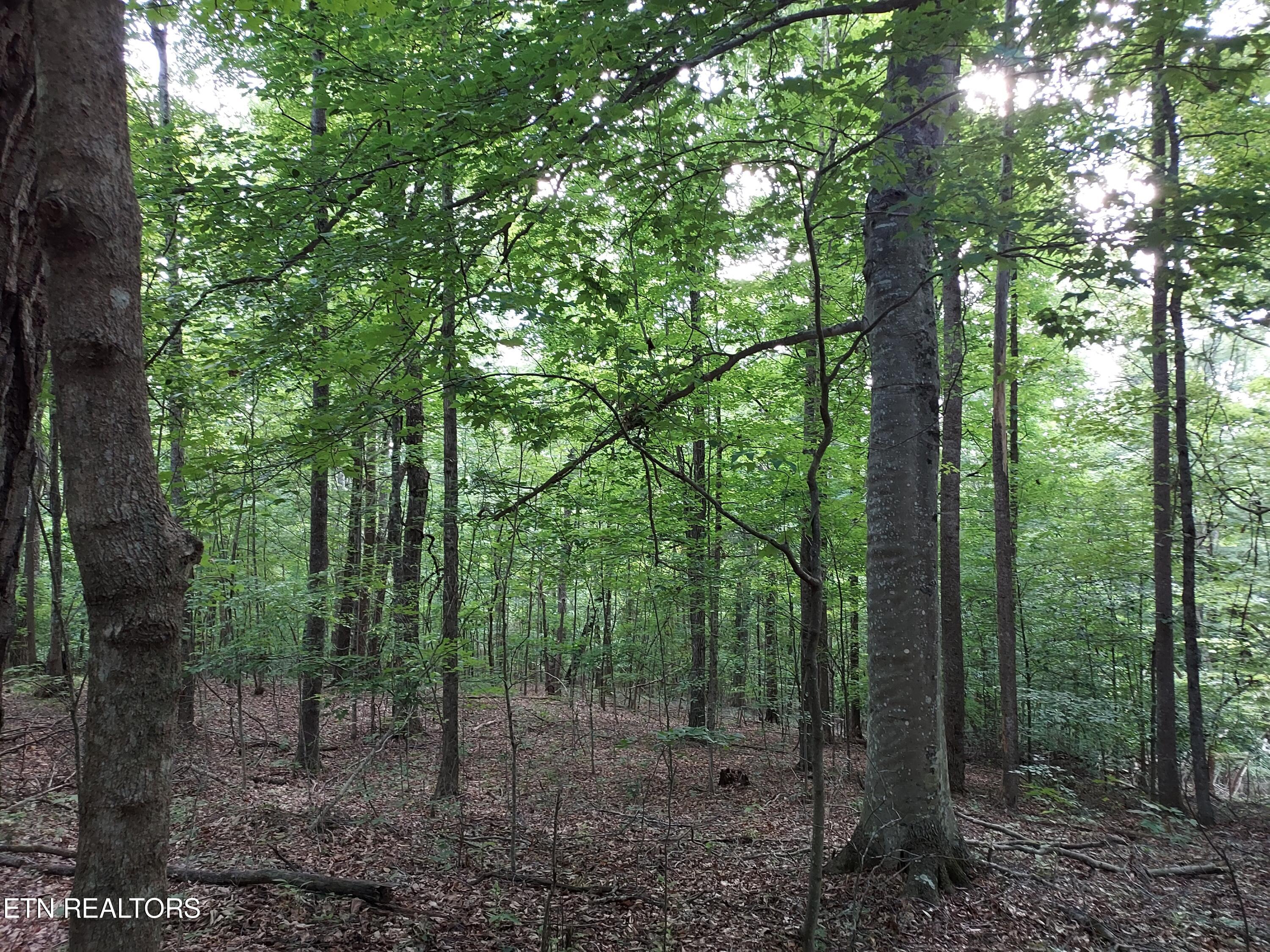 Tbd Rackum Road Thorn Hill, TN 37881 - Photo 17 of 34 20240702_185941