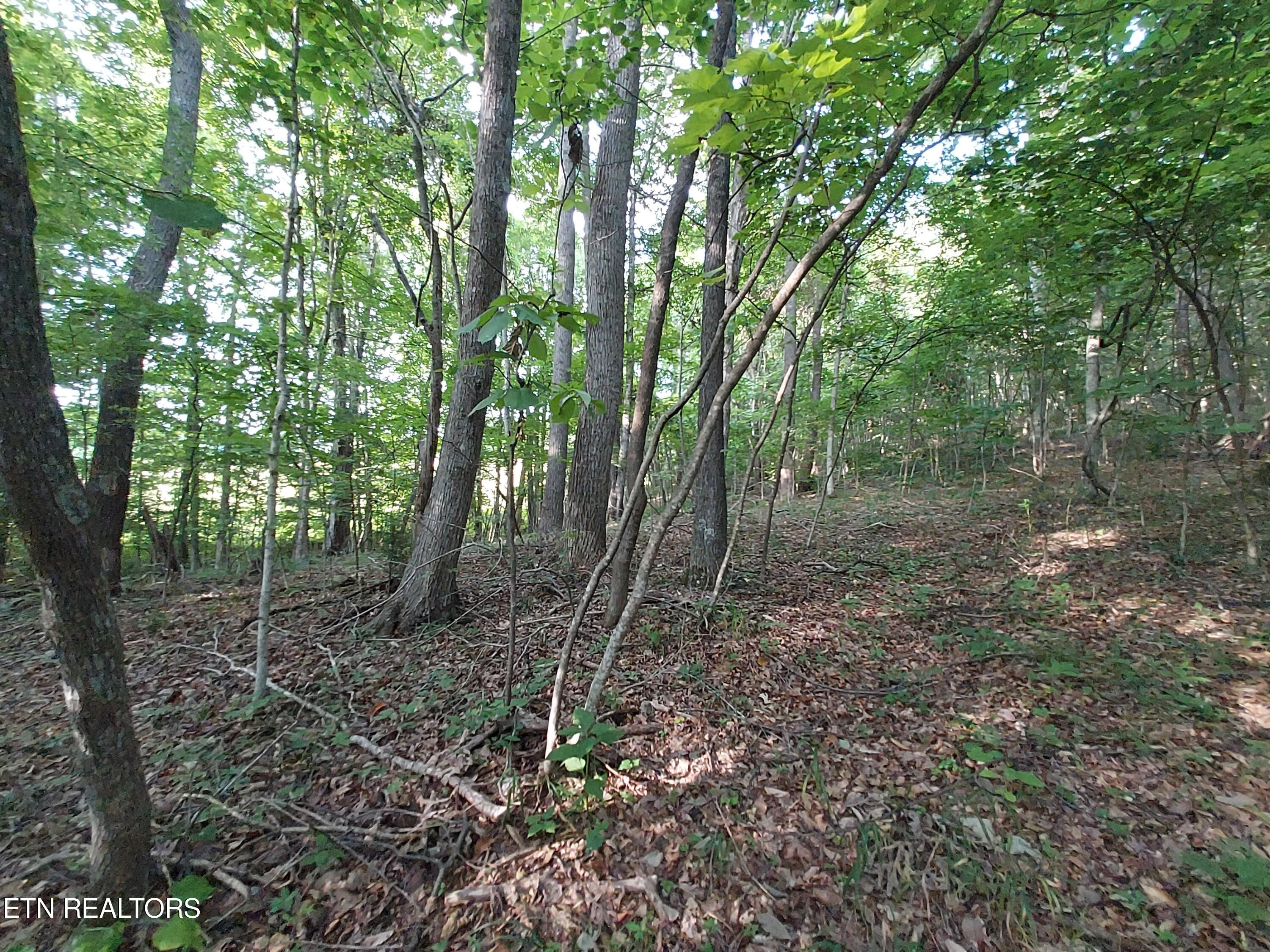 Tbd Rackum Road Thorn Hill, TN 37881 - Photo 18 of 34 20240702_184502