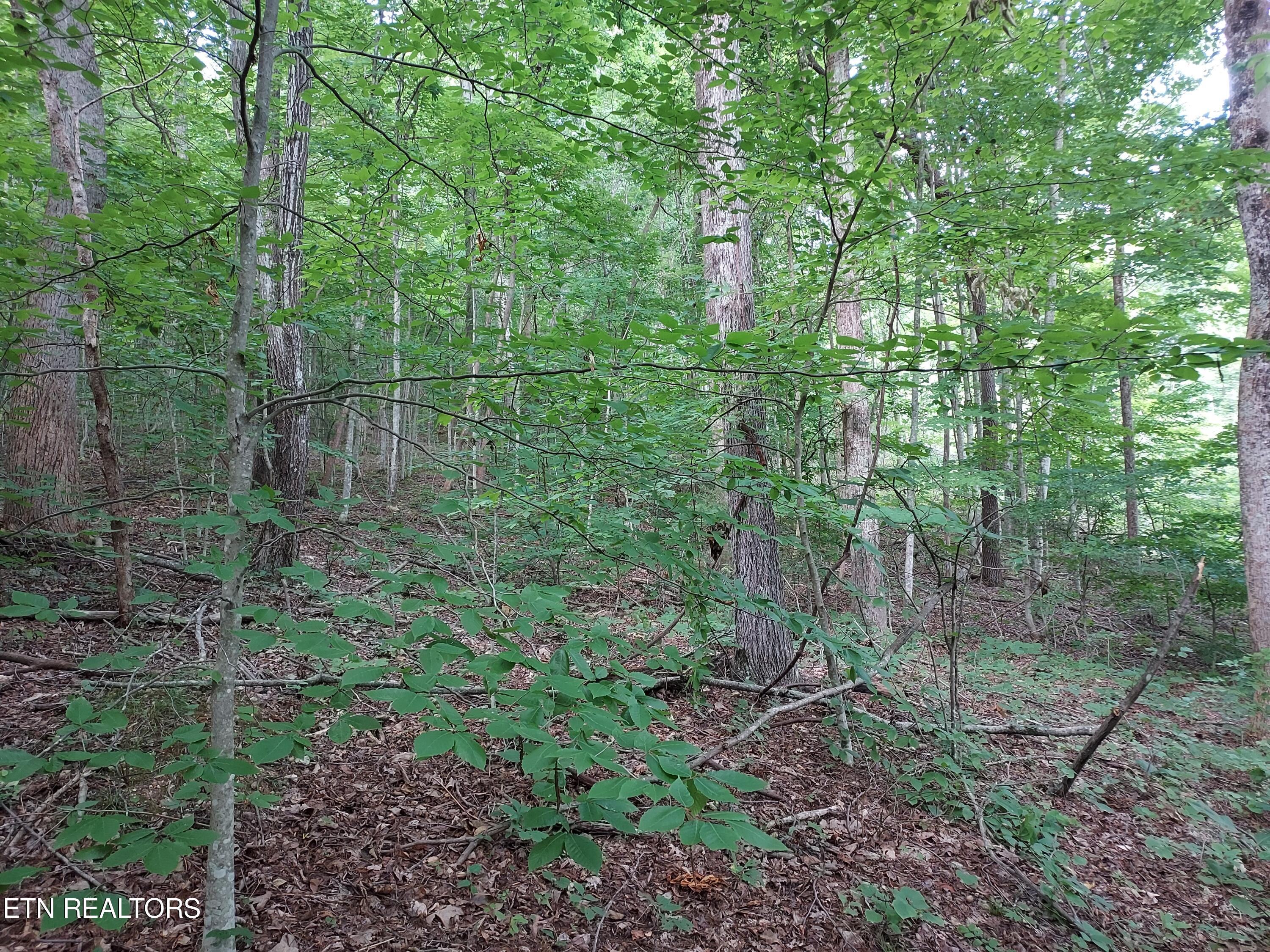 Tbd Rackum Road Thorn Hill, TN 37881 - Photo 8 of 34 20240702_183643
