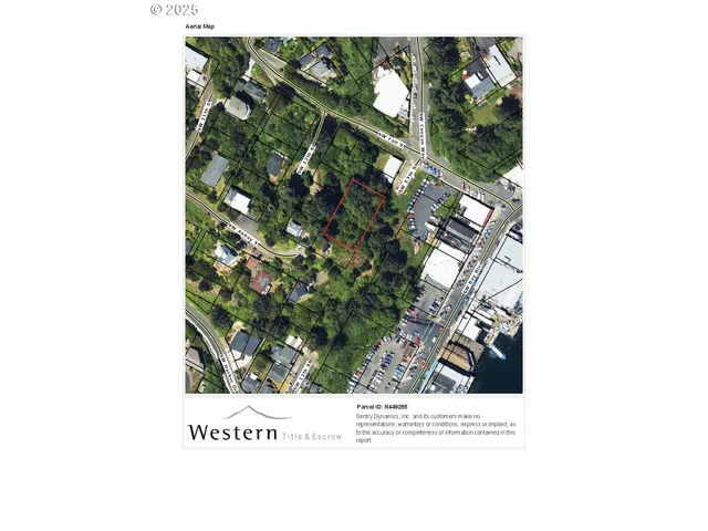 a black and white photo of a tree