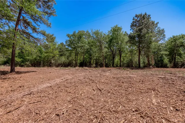 a view of large yard with large trees