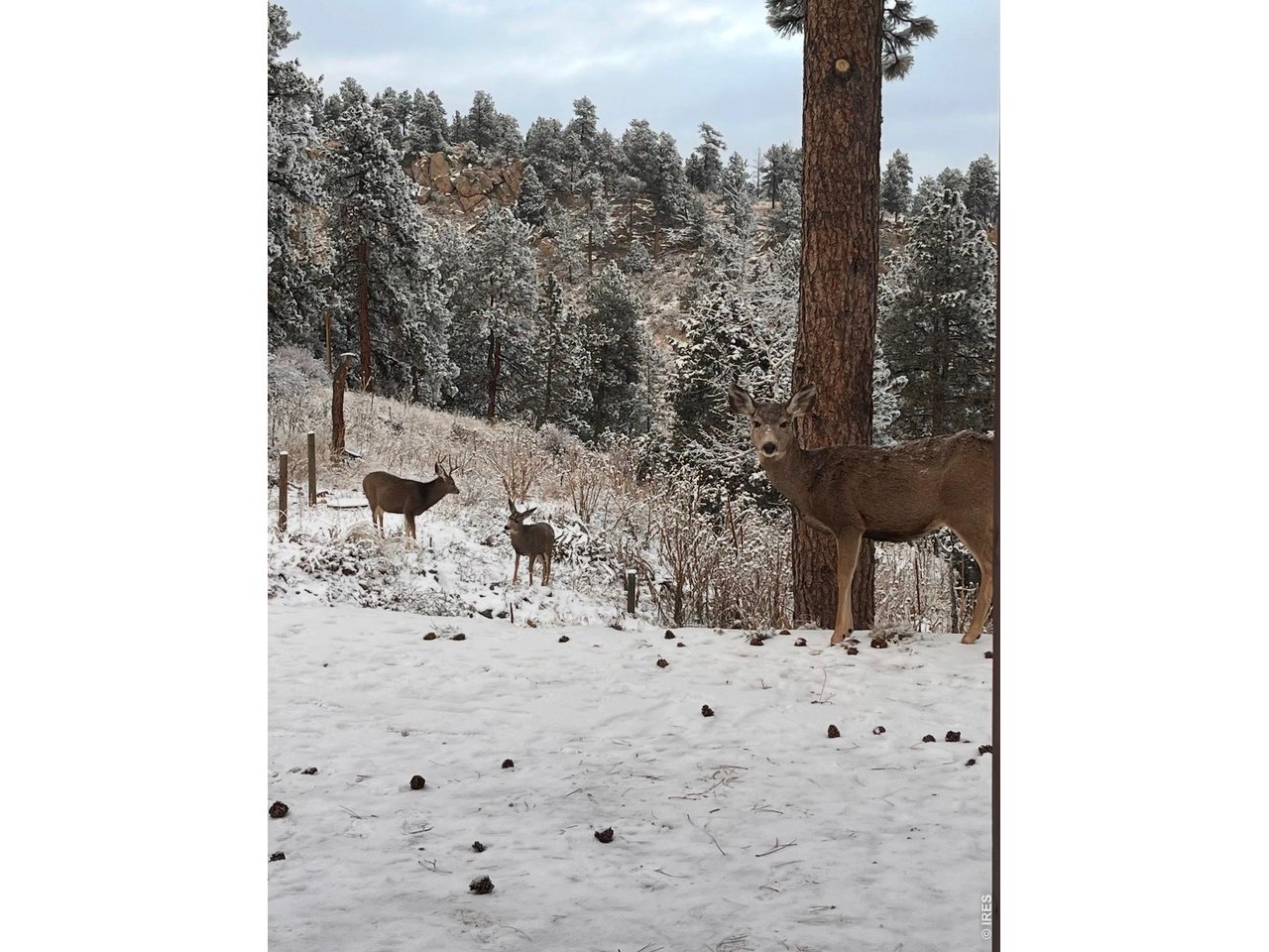 280 Bunny Road Bailey, CO 80421 - Photo 36 of 37 winter deer