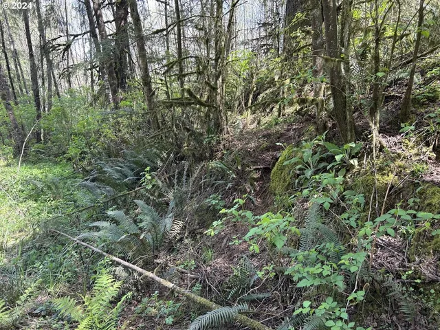 a view of a tree in a forest