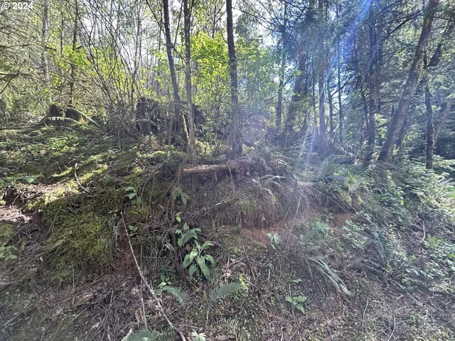 a view of a yard with plants and large trees