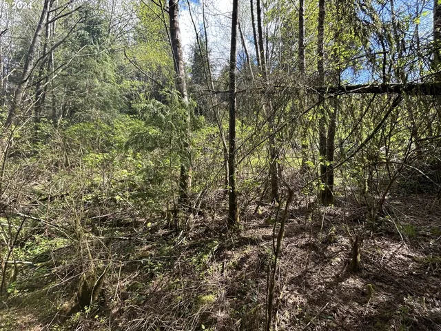 a view of a forest with a mountain