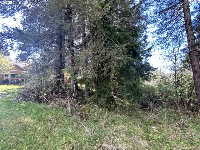 a view of a forest with trees in the background