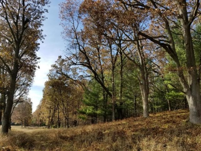 Condon Road Manistee, MI 49660 - Photo 12 of 13 20171130185730300331000000-o