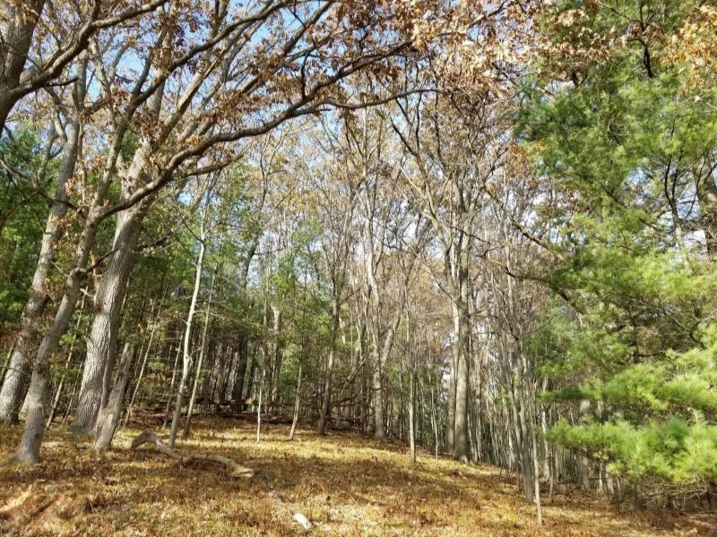 Condon Road Manistee, MI 49660 - Photo 9 of 13 20171130185640207335000000-o