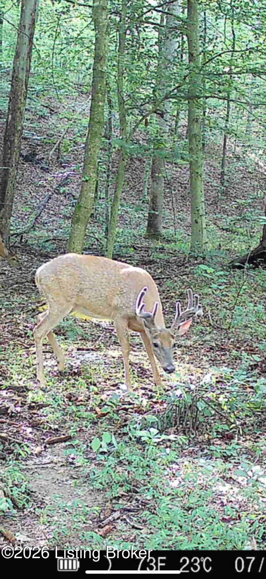 926 Salem Church Road Bee Spring, KY 42207 - Photo 46 of 49 Trail cam photos