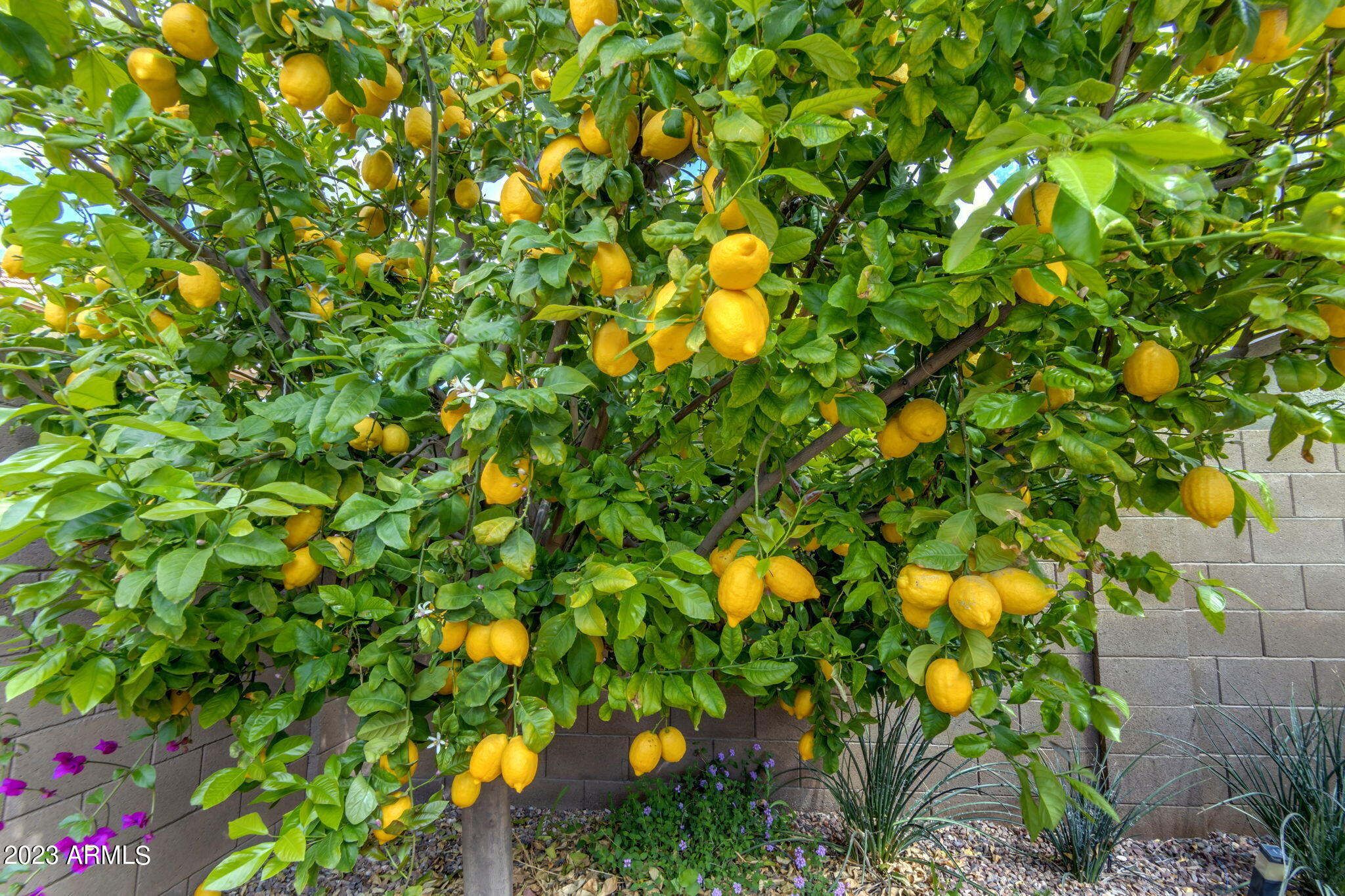 3816 East Phelps Street Gilbert, AZ 85295 - Photo 36 of 36 Beautiful, Mature Lemon Tree
