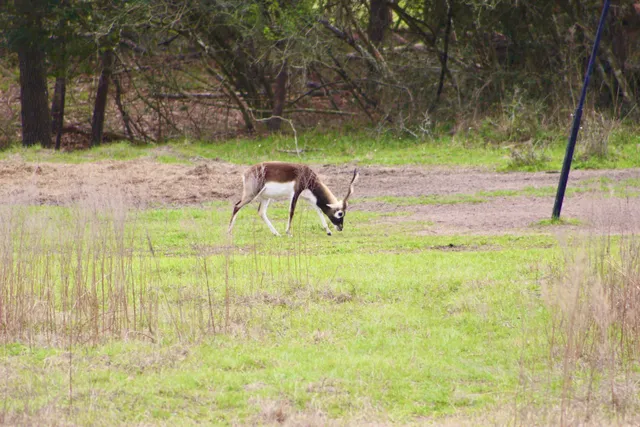 a view of backyard with green space