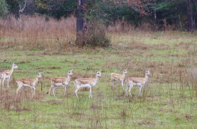 a view of a yard with an outdoor space