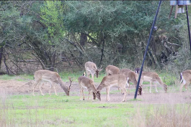 $5,500,000 | 15184 Fm 2620, Bedias, TX 77831