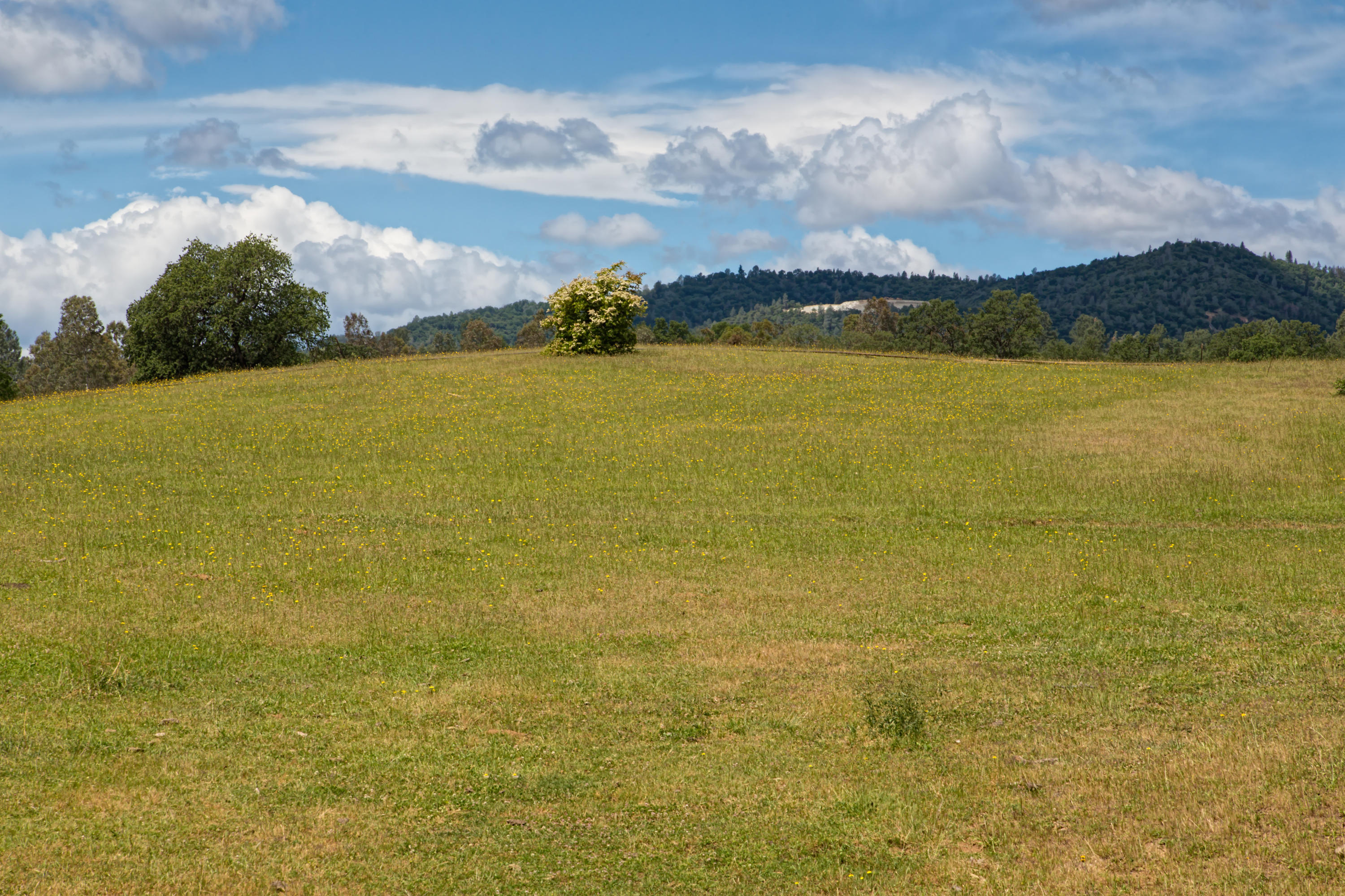 8499 Simmons Road Redding, CA 96001 - Photo 7 of 12 1E3A3278