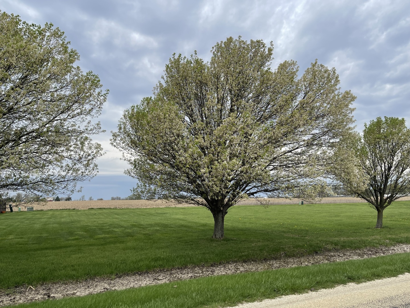 Lot 6 South 16000 W Road Buckingham, IL 60917 - Photo 1 of 2