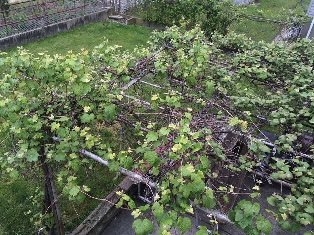 21 Beach Road Revere, MA 02151 - Photo 7 of 21 a backyard of a house with lots of green space