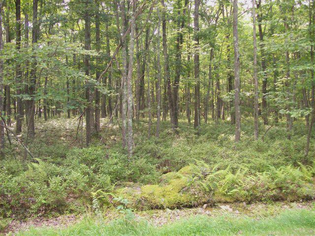 Lot 10 Chestnut Hill Road Shohola, PA 18458 - Photo 2 of 4