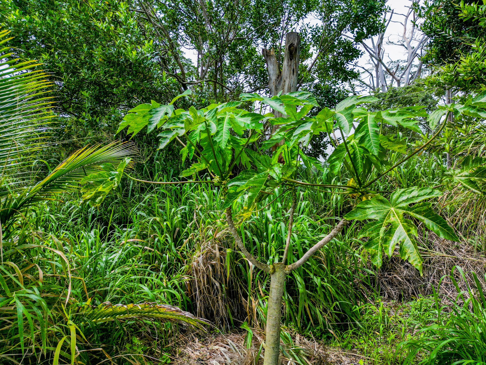 28-1168 Lot 73 Loa Road Pepeekeo, HI 96783 - Photo 11 of 28 a backyard of a house with lots of swings