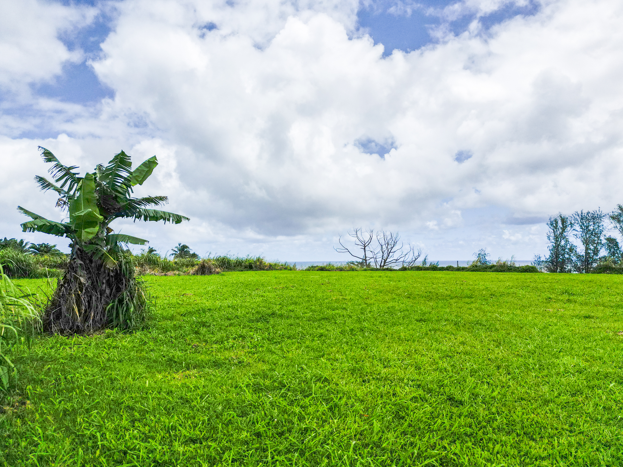 28-1168 Lot 73 Loa Road Pepeekeo, HI 96783 - Photo 12 of 28 a view of a field with plants and a small yard