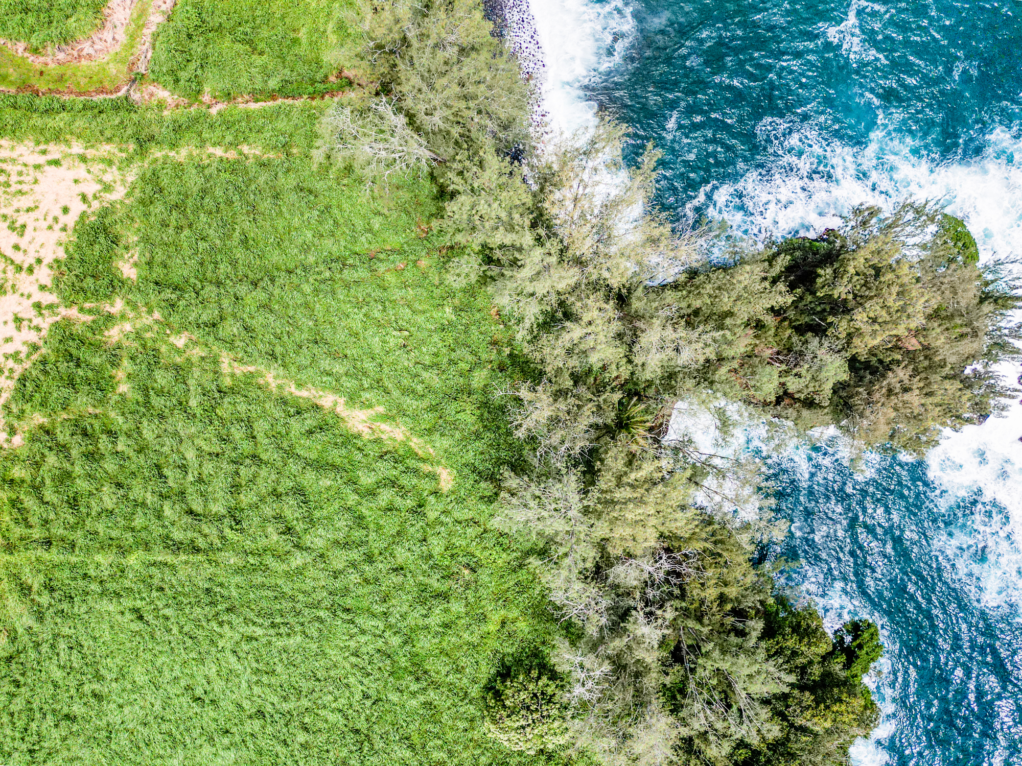 28-1168 Lot 73 Loa Road Pepeekeo, HI 96783 - Photo 14 of 28 a view of a lush green forest with large trees