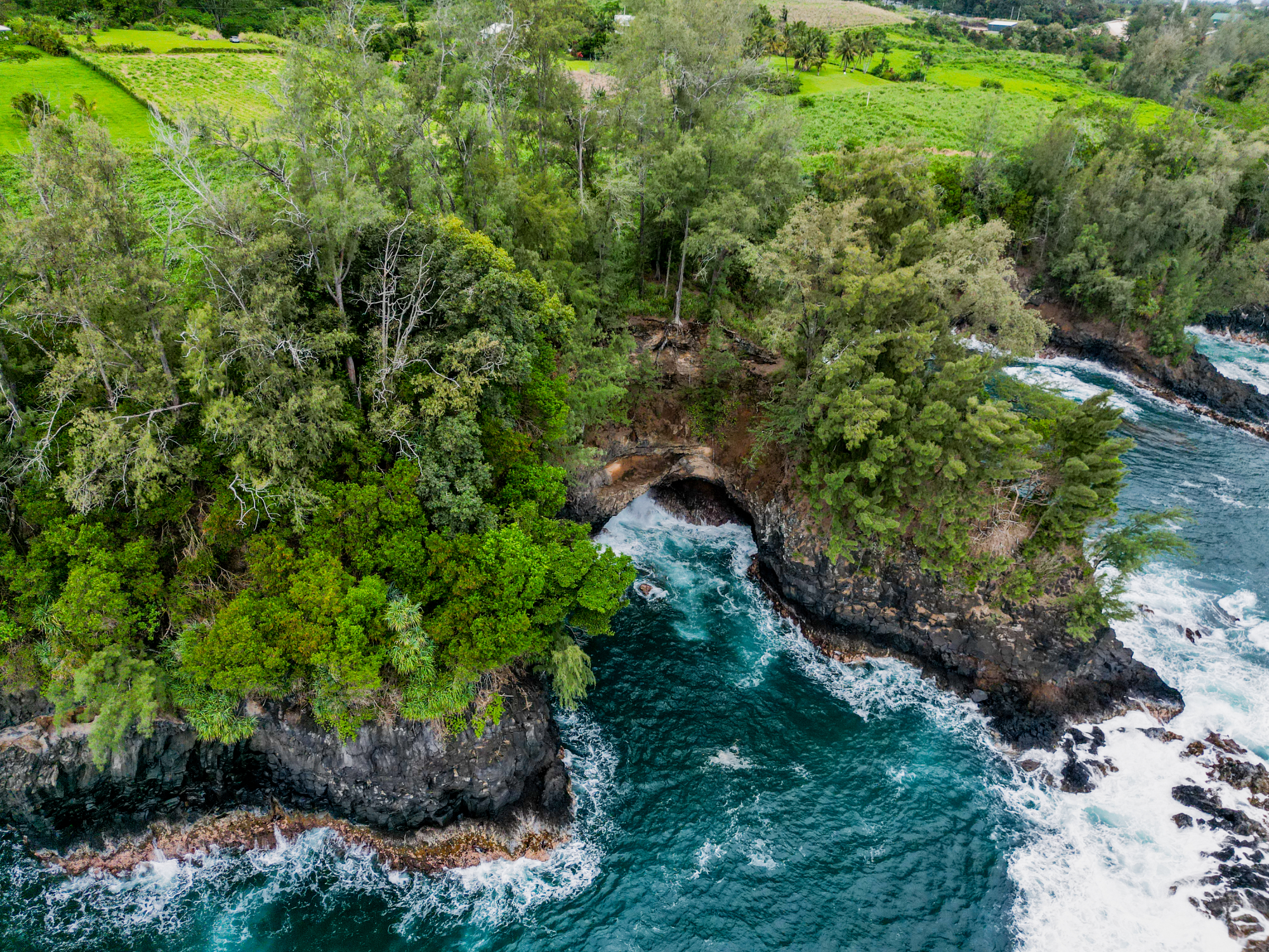 28-1168 Lot 73 Loa Road Pepeekeo, HI 96783 - Photo 16 of 28 a view of a garden with a tree