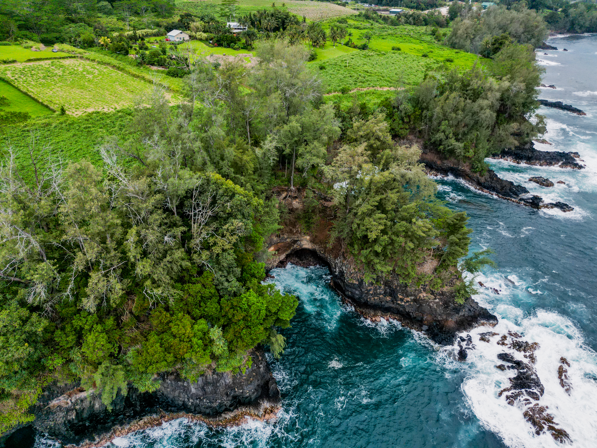 28-1168 Lot 73 Loa Road Pepeekeo, HI 96783 - Photo 17 of 28 a view of a garden with a tree