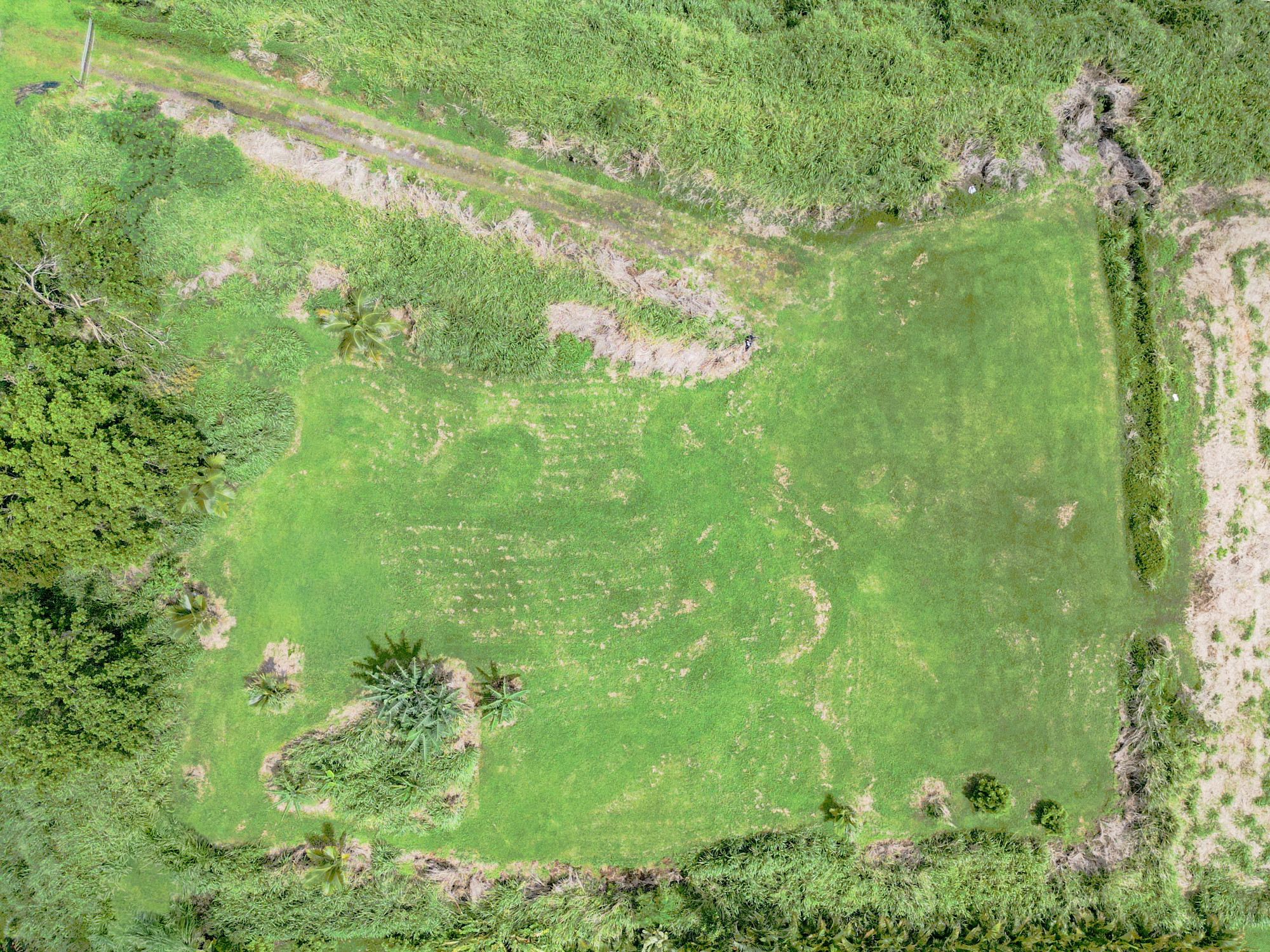 28-1168 Lot 73 Loa Road Pepeekeo, HI 96783 - Photo 19 of 28 a view of a lush green forest