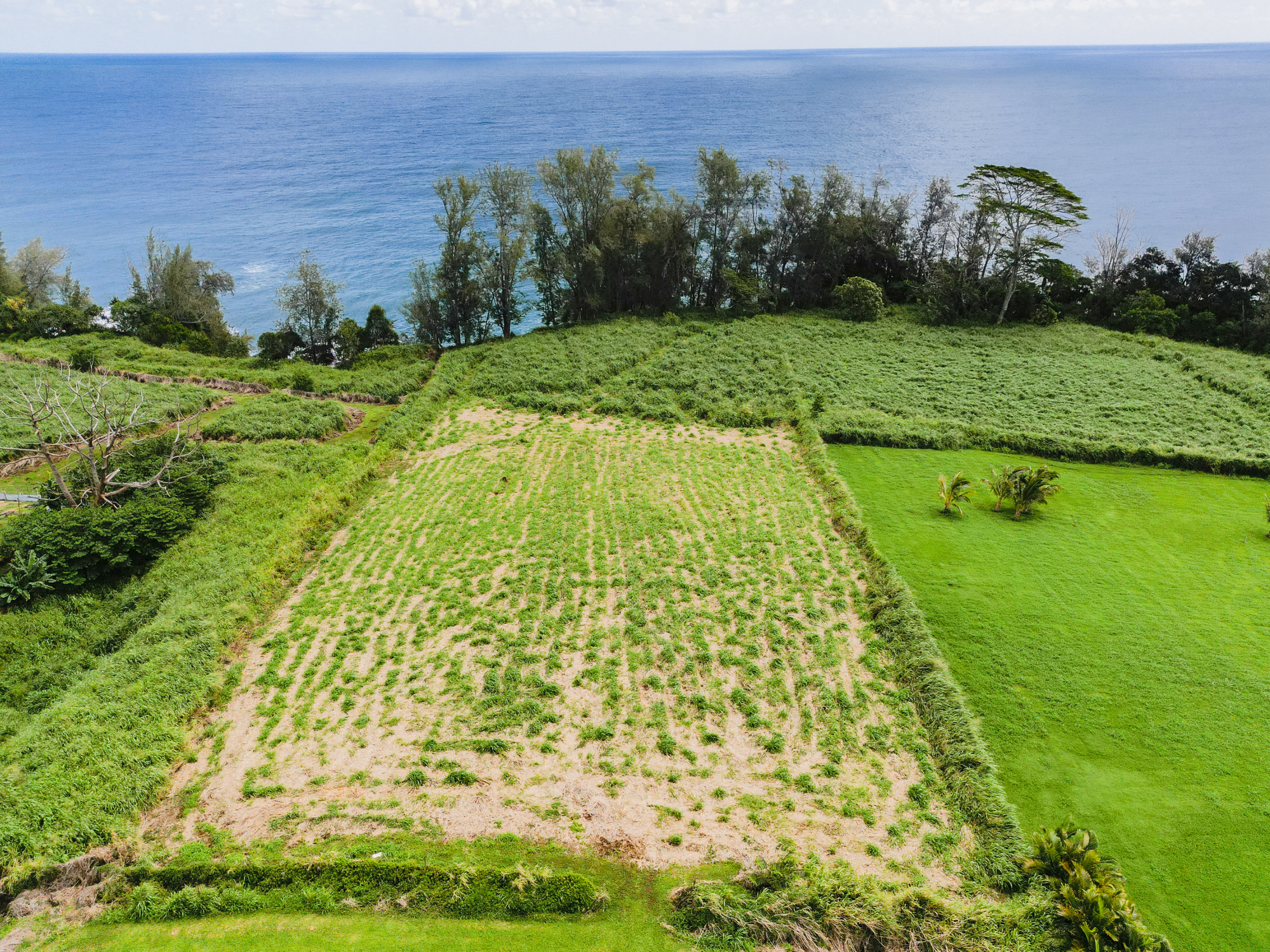 28-1168 Lot 73 Loa Road Pepeekeo, HI 96783 - Photo 20 of 28