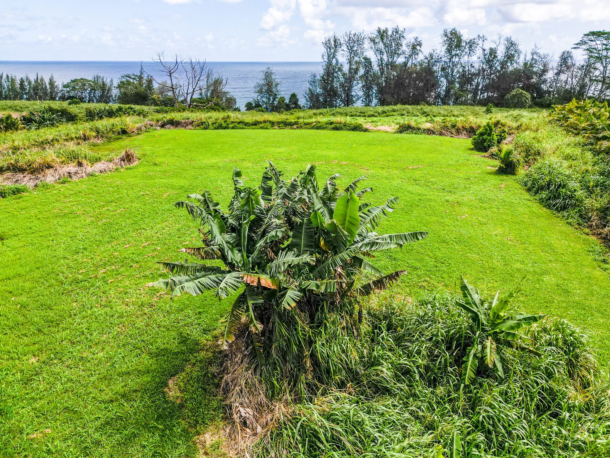 28-1168 Lot 73 Loa Road Pepeekeo, HI 96783 - Photo 21 of 28 a view of a grassy field with an trees