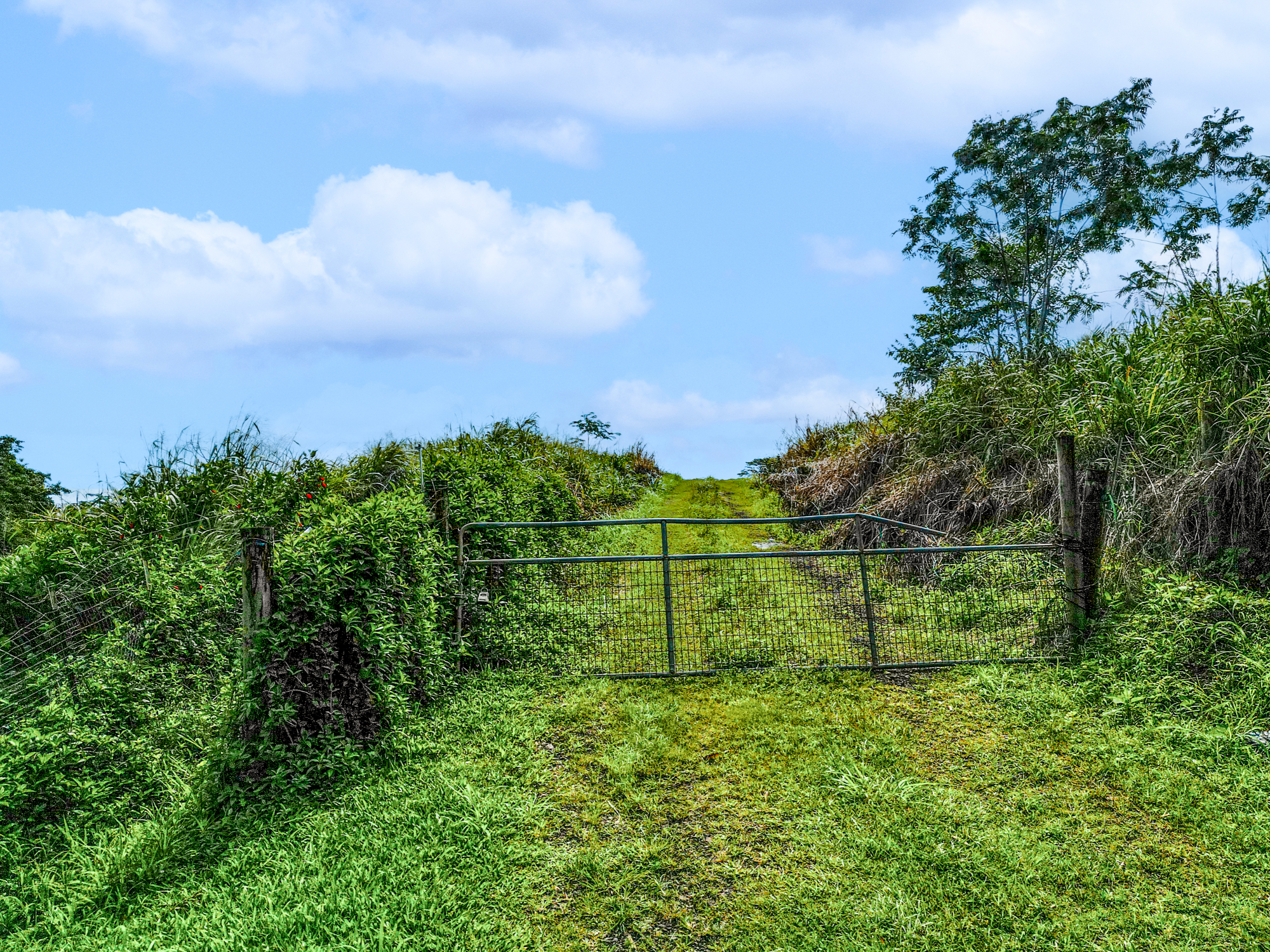 28-1168 Lot 73 Loa Road Pepeekeo, HI 96783 - Photo 23 of 28 a view of a green field with lots of bushes