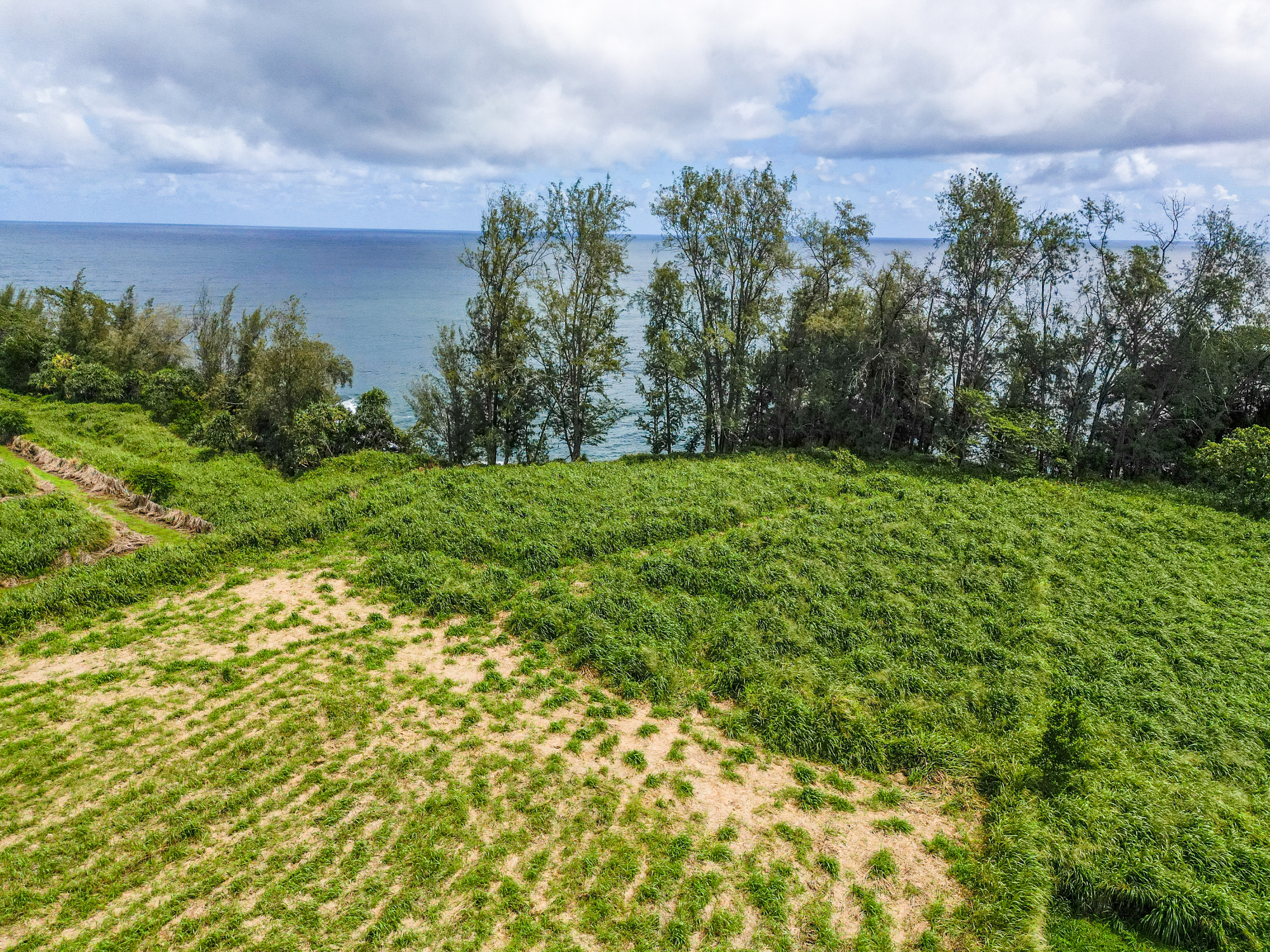 28-1168 Lot 73 Loa Road Pepeekeo, HI 96783 - Photo 5 of 28 a view of a yard with an tree and a bench
