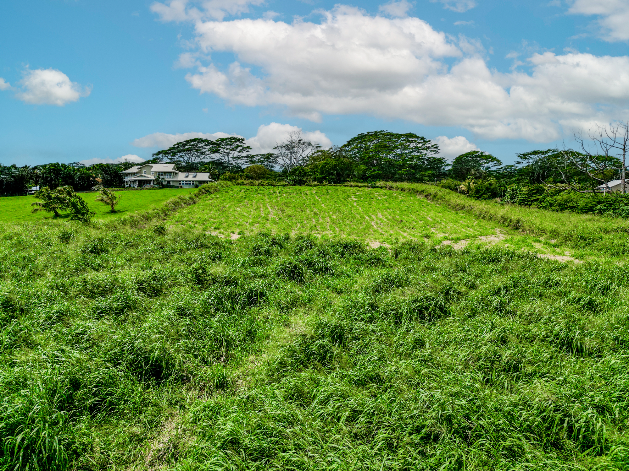 28-1168 Lot 73 Loa Road Pepeekeo, HI 96783 - Photo 6 of 28 a view of a garden with a building in the background